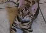 Blue Collar Perris Bengal Boy - Bengal Kitten For Sale - Perris&comma; CA&comma; US