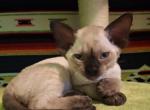 Billy Jo - Devon Rex Kitten For Sale - Ironwood&comma; MI&comma; US
