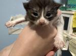 Maine coon and Manx designer breed - Maine Coon Kitten For Sale - Cushing&comma; TX&comma; US