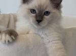 RESERVED TICA Blue Mitted Bentley - Ragdoll Kitten For Sale - 