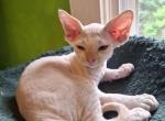 Tank - Devon Rex Kitten For Sale - Ironwood&comma; MI&comma; US