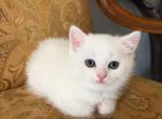 Pretty White Scottish Straight Girl - Scottish Straight Kitten For Sale - Davenport&comma; FL&comma; US
