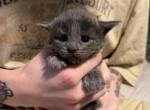Ivy Fern Thistle - Maine Coon Kitten For Sale - Statesville&comma; NC&comma; US