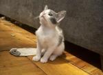 New pics Manx girls - Manx Kitten For Sale - Cushing&comma; TX&comma; US