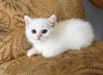Cute White Color Girl - Scottish Straight Kitten For Sale - Davenport&comma; FL&comma; US