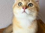 Golden Chinchilla Scottish Straight Boy - Scottish Straight Kitten For Sale - Davenport&comma; FL&comma; US