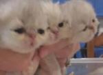 Kittens - Persian Kitten For Sale - Waxahachie&comma; TX&comma; US