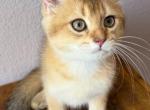 Golden Cat - Scottish Straight Kitten For Sale - Davenport&comma; FL&comma; US