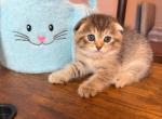 Scottish Fold Cutie Girl - Scottish Fold Kitten For Sale - Davenport&comma; FL&comma; US