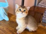 Scottish Straight Cute Girl - Scottish Straight Kitten For Sale - Davenport&comma; FL&comma; US