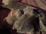 Hazals three babies - Manx Kitten For Sale - Cushing&comma; TX&comma; US
