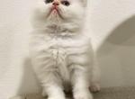 Sugar - Persian Kitten For Sale - Eastvale&comma; CA&comma; US