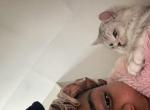 Onyx - Scottish Straight Kitten For Sale - Chicago&comma; IL&comma; US