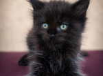 Old Blood European BlackSolid Maine Coon Kitten - Maine Coon Kitten For Sale - FL&comma; US