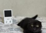 Kraken - Scottish Fold Kitten For Sale - Los Angeles&comma; CA&comma; US