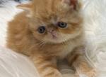 Exotic red male - Exotic Kitten For Sale - Palm Coast&comma; FL&comma; US