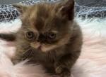 Exotic tortie female - Exotic Kitten For Sale - Palm Coast&comma; FL&comma; US