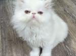 White female ready to go - Persian Kitten For Sale - Palm Coast&comma; FL&comma; US