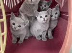 Russian Blue Kittens litter - Russian Blue Kitten For Sale - Dumfries&comma; VA&comma; US