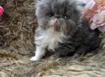 Burberry - Persian Kitten For Sale - Jonesborough&comma; TN&comma; US