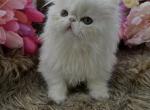 Shyla - Persian Kitten For Sale - Jonesborough&comma; TN&comma; US