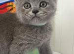 Lucas - British Shorthair Kitten For Sale - Brooklyn&comma; NY&comma; US