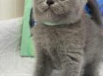 Lucas - British Shorthair Kitten For Sale - Brooklyn&comma; NY&comma; US