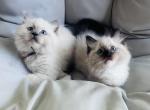 Male ragdolls - Ragdoll Kitten For Sale - Scott Township&comma; PA&comma; US