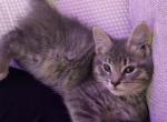 Smokey - Maine Coon Kitten For Adoption - Dayton&comma; OH&comma; US