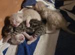 Summer litter - Bengal Kitten For Sale - Front Royal&comma; VA&comma; US