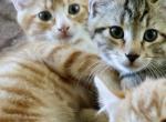 Savanna F4 Males - Savannah Kitten For Sale - UT&comma; US