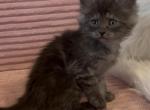 Maine Coon - Maine Coon Kitten For Sale - ATL&comma; GA&comma; US