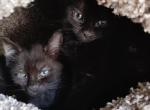 3 Kittens - Domestic Kitten For Sale - Lawrence&comma; MA&comma; US