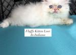 Kitten 2 Everest & Lyric Litter Himalayan - Himalayan Kitten For Sale - Quincy&comma; IN&comma; US