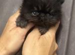 Baby - Persian Kitten For Sale - Conyers&comma; GA&comma; US