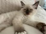 Big Boy Ragdoll M Chocolate Socked and Mitted - Ragdoll Kitten For Sale - Central Nyack&comma; NY&comma; US