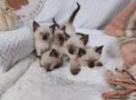 Lillabet and Eleanor with Harry - Siamese Kitten For Sale - CA&comma; US