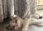 Bi Color Ragdoll - Ragdoll Kitten For Sale - Annandale&comma; VA&comma; US