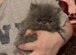 Beautiful Solid Blue Persian - Persian Kitten For Sale - Lehighton&comma; PA&comma; US