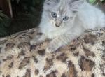 2 Male Siamese kittens - Siamese Kitten For Adoption - 