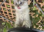 Male Siamese kitten - Siamese Kitten For Adoption - Westfield&comma; MA&comma; US