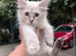 Siamese female kitten - Siamese Kitten For Adoption - Westfield&comma; MA&comma; US