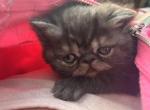 Exotic Persian Black & Silver Patched Tabby - Exotic Kitten For Sale - Lehighton&comma; PA&comma; US
