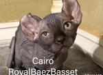 The Enchanted Litter - Sphynx Kitten For Sale - Sidney&comma; NE&comma; US