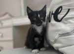 Shadow - Domestic Kitten For Sale - 
