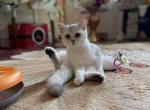 Stella - British Shorthair Kitten For Sale - Brooklyn&comma; NY&comma; US
