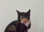 Leo - Domestic Kitten For Sale - Westfield&comma; MA&comma; US