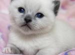 Minnie & Murphy - Munchkin Kitten For Sale - Modesto&comma; CA&comma; US
