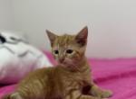 Clementine - Domestic Kitten For Sale - 