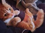 Peaches - Domestic Cat For Sale - Fort Wayne&comma; IN&comma; US